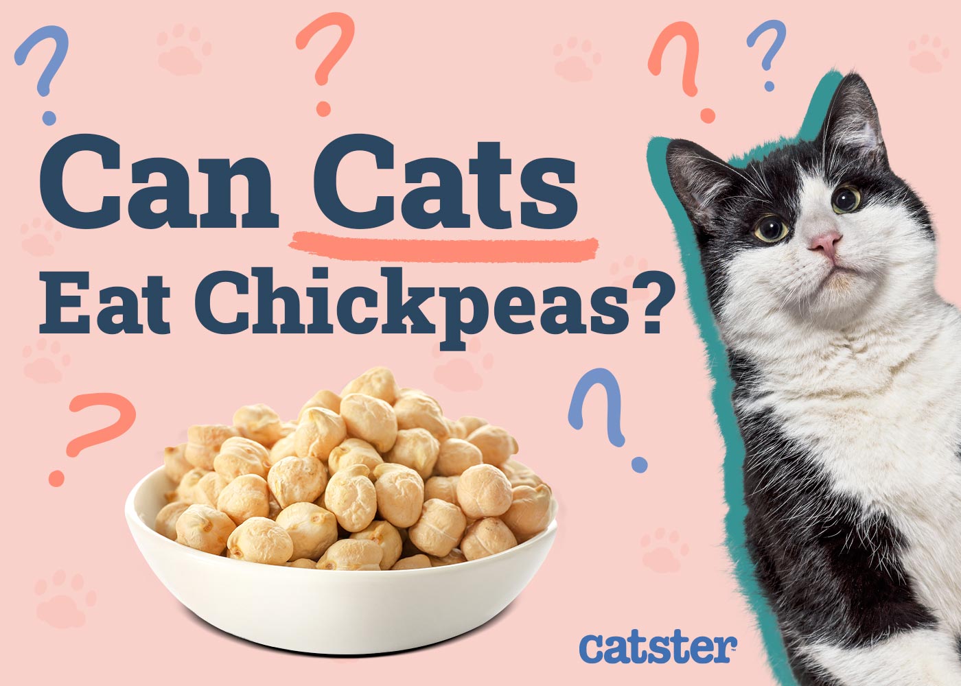 Can Cats Eat Chickpeas? Vet-Verified Nutrition Facts & Alternatives