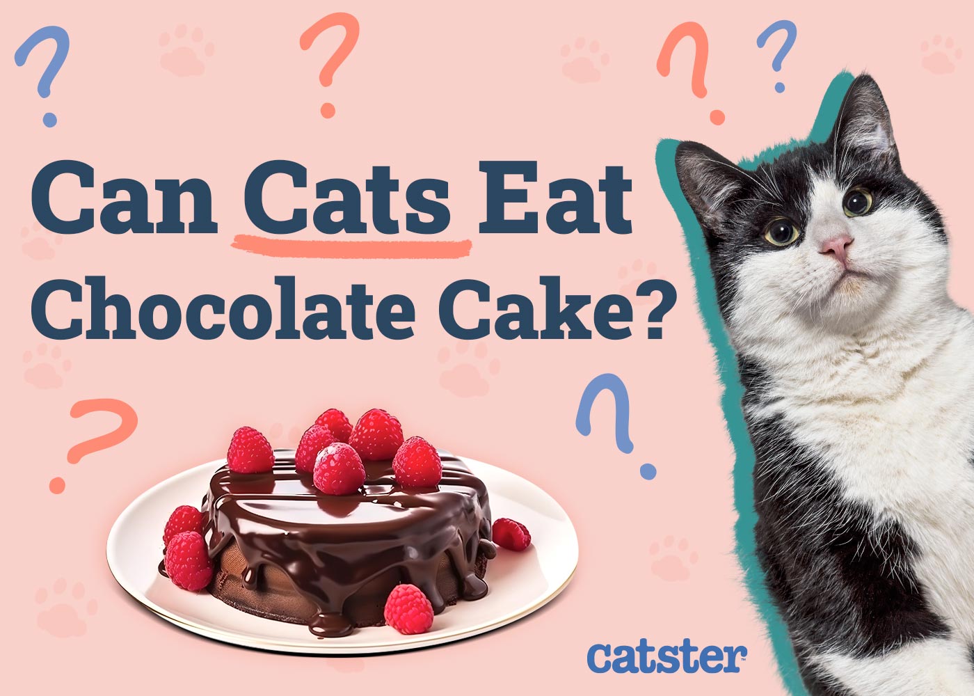 Can Cats Eat Chocolate Cake? Vet Reviewed Facts & Safety Guide