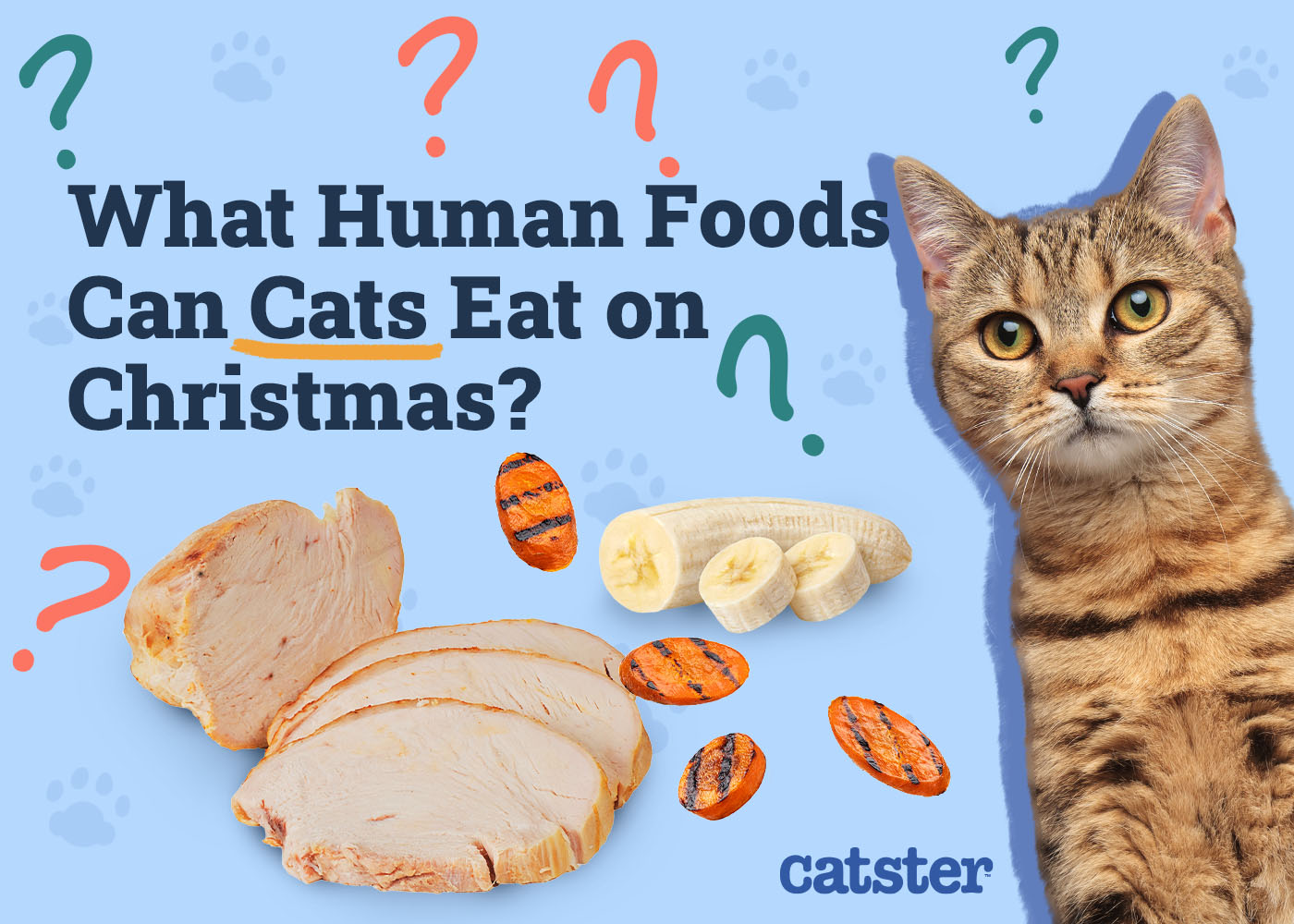 What Human Foods Can My Cat Eat on Christmas? 10 Good Options