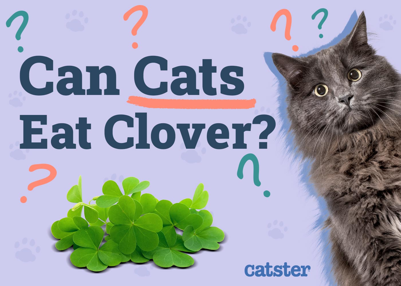 Can Cats Eat Clover? Common Herbs Examined
