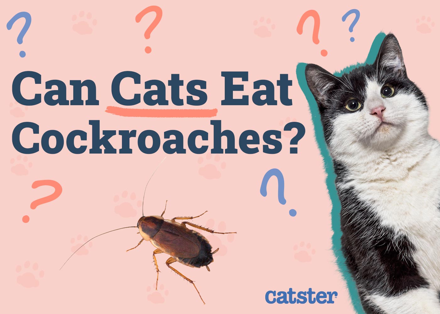 Can Cats Eat Cockroaches? Vet-Verified Facts, Risks & Tips
