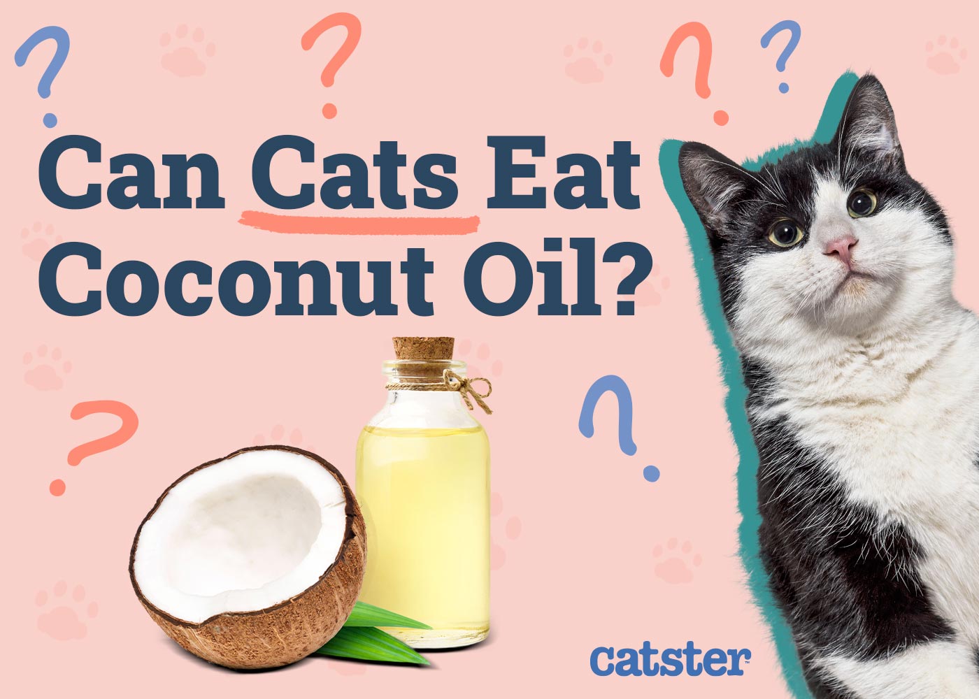 Can Cats Eat Coconut Oil? Vet-Reviewed Nutrition Facts & FAQ