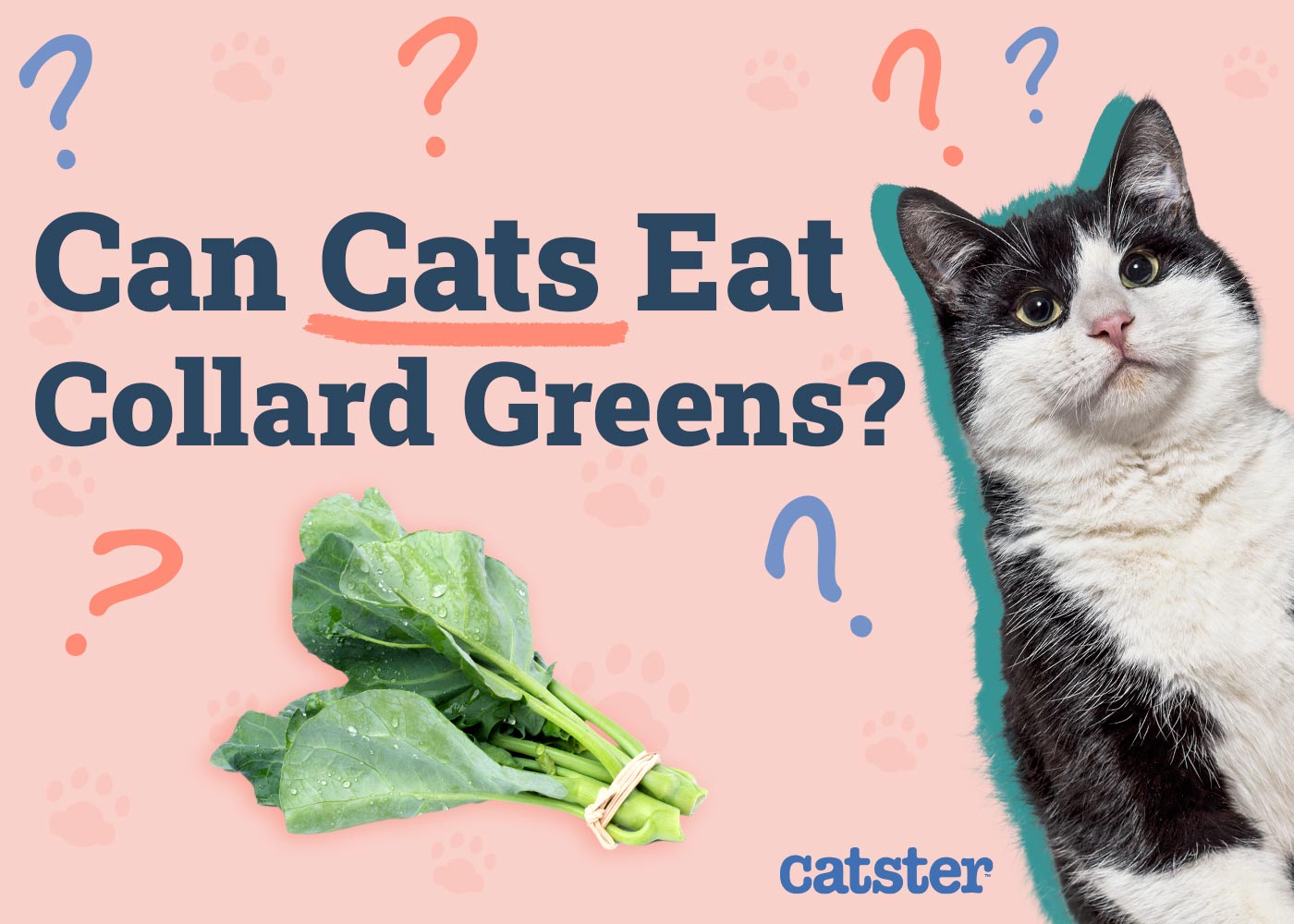 Can Cats Eat Collard Greens? Vet-Approved Nutrition Advice