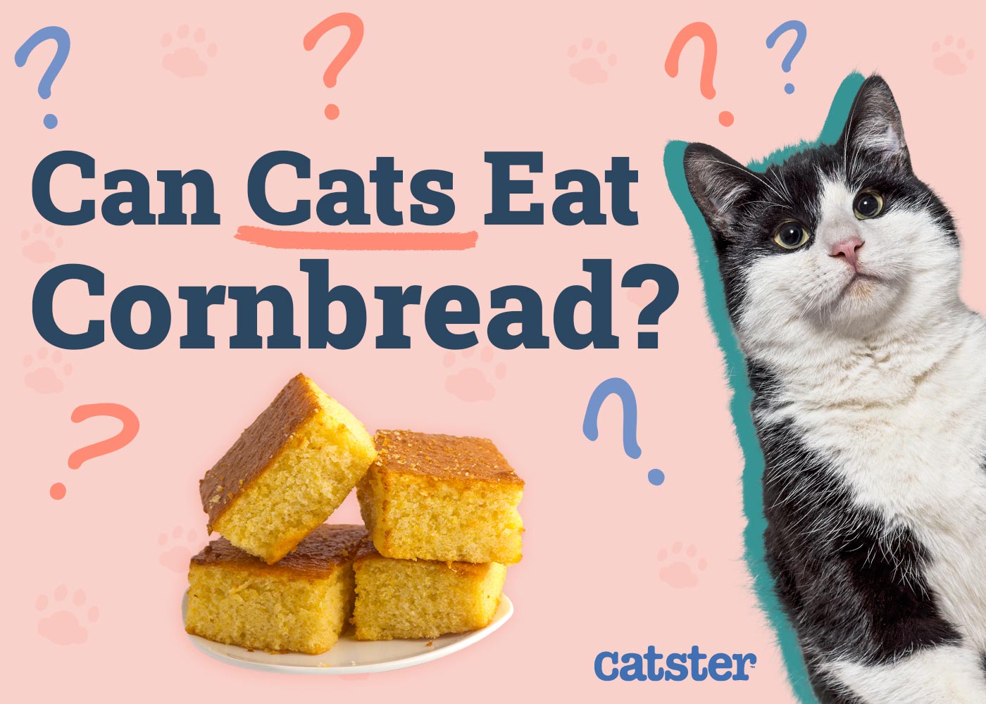 Can Cats Eat Cornbread? Health Facts & FAQ