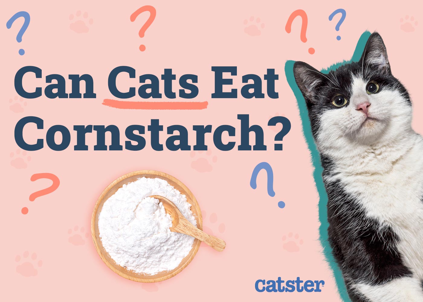 Can Cats Eat Cornstarch? Vet-Reviewed Health Risks & Advice