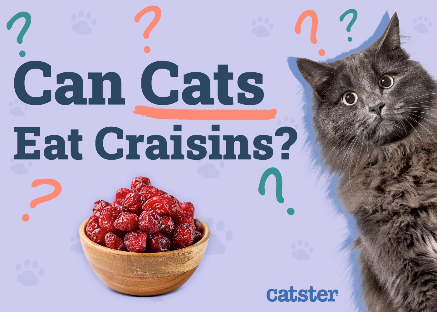 Can Cats Eat Craisins? Vet-Approved Nutritional Benefits & Precautions