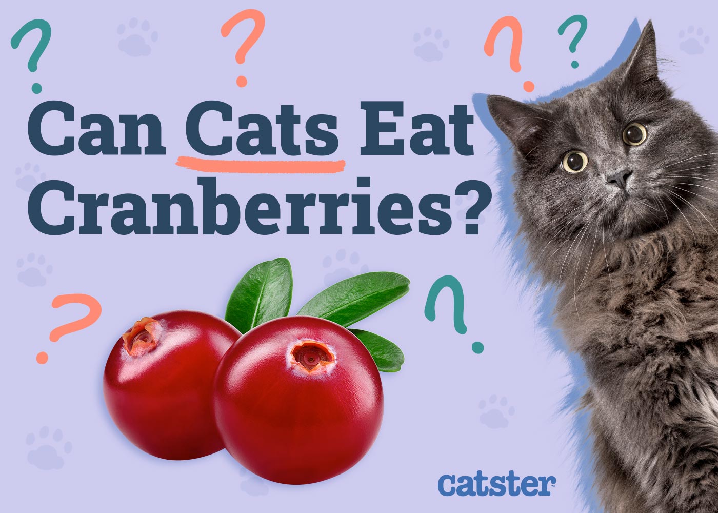 Can Cats Eat Cranberries? Vet-Reviewed Facts & FAQ