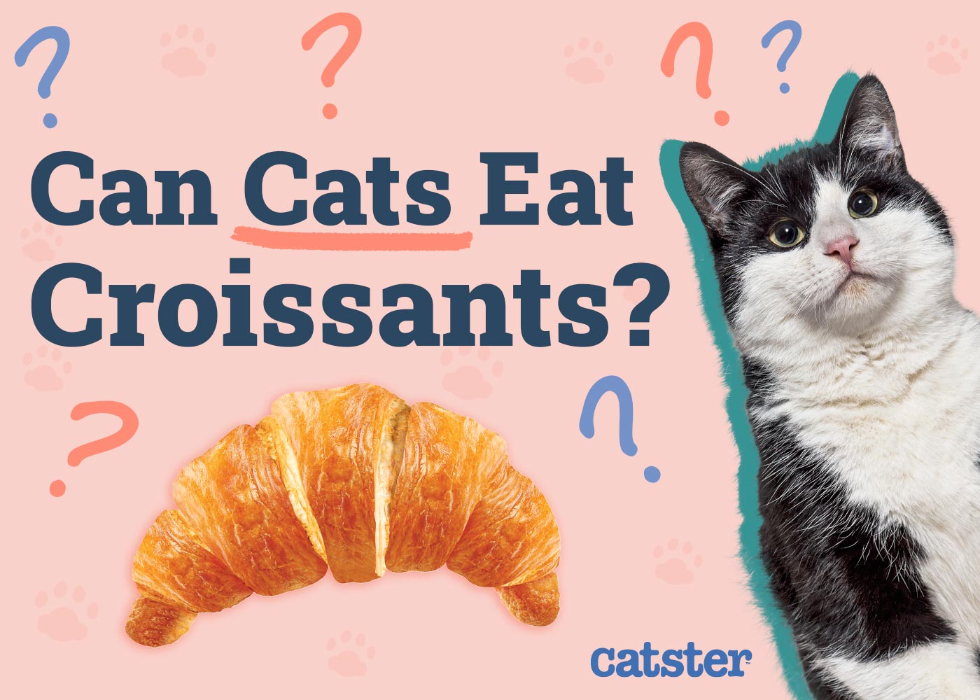 Can Cats Eat Croissants? Vet-Approved Facts & FAQ