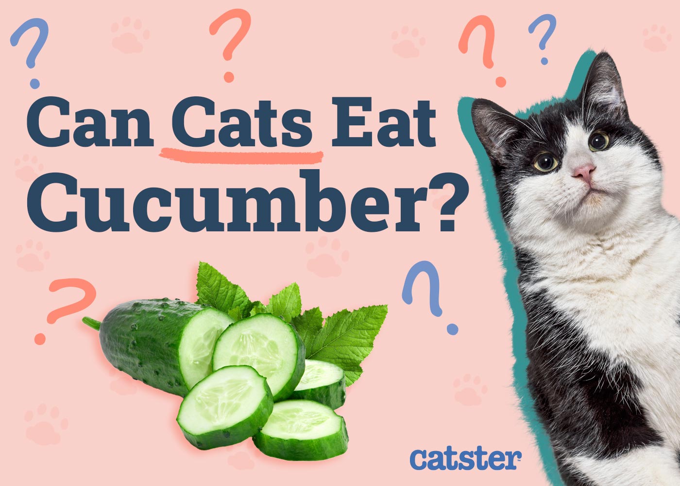 Can Cats Eat Cucumber? Vet-Reviewed Nutrition and Safety