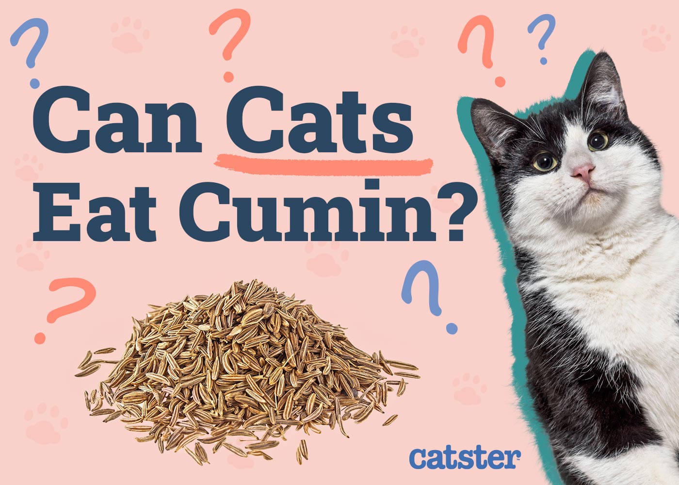 Can Cats Eat Cumin? Vet-Reviewed Facts & FAQ