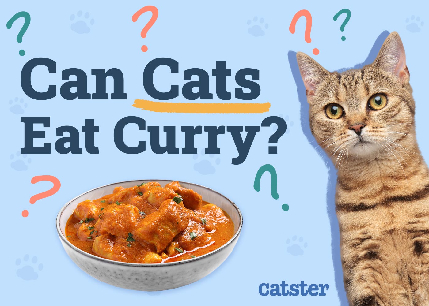 Can Cats Eat Curry? Vet-Reviewed Facts & FAQ