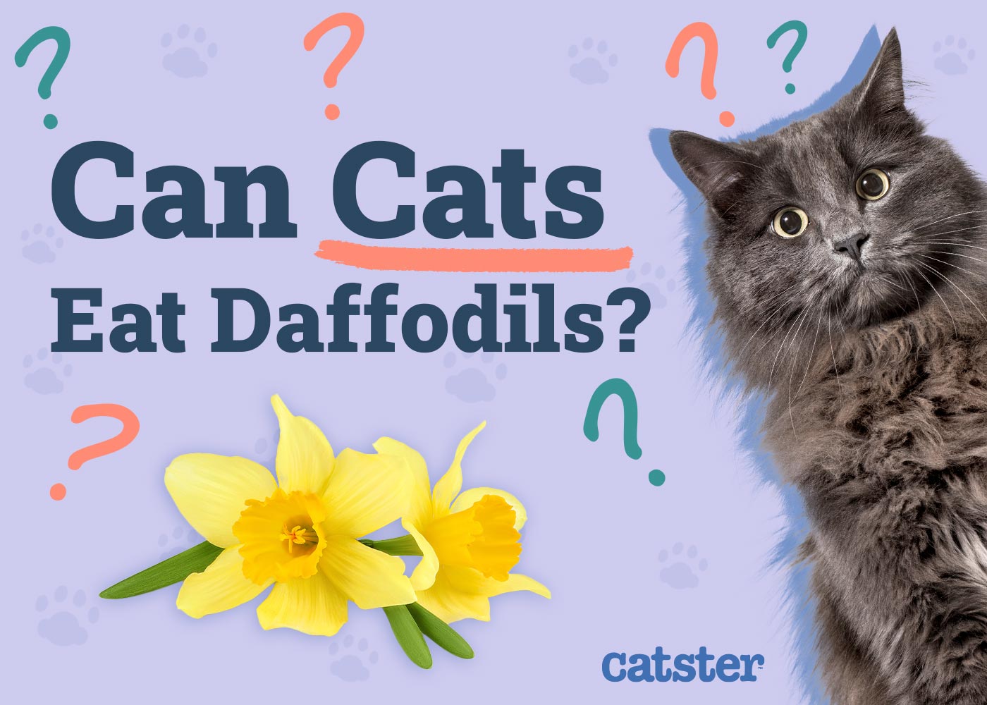 Can Cats Eat Daffodils? Vet-Approved Facts & FAQ