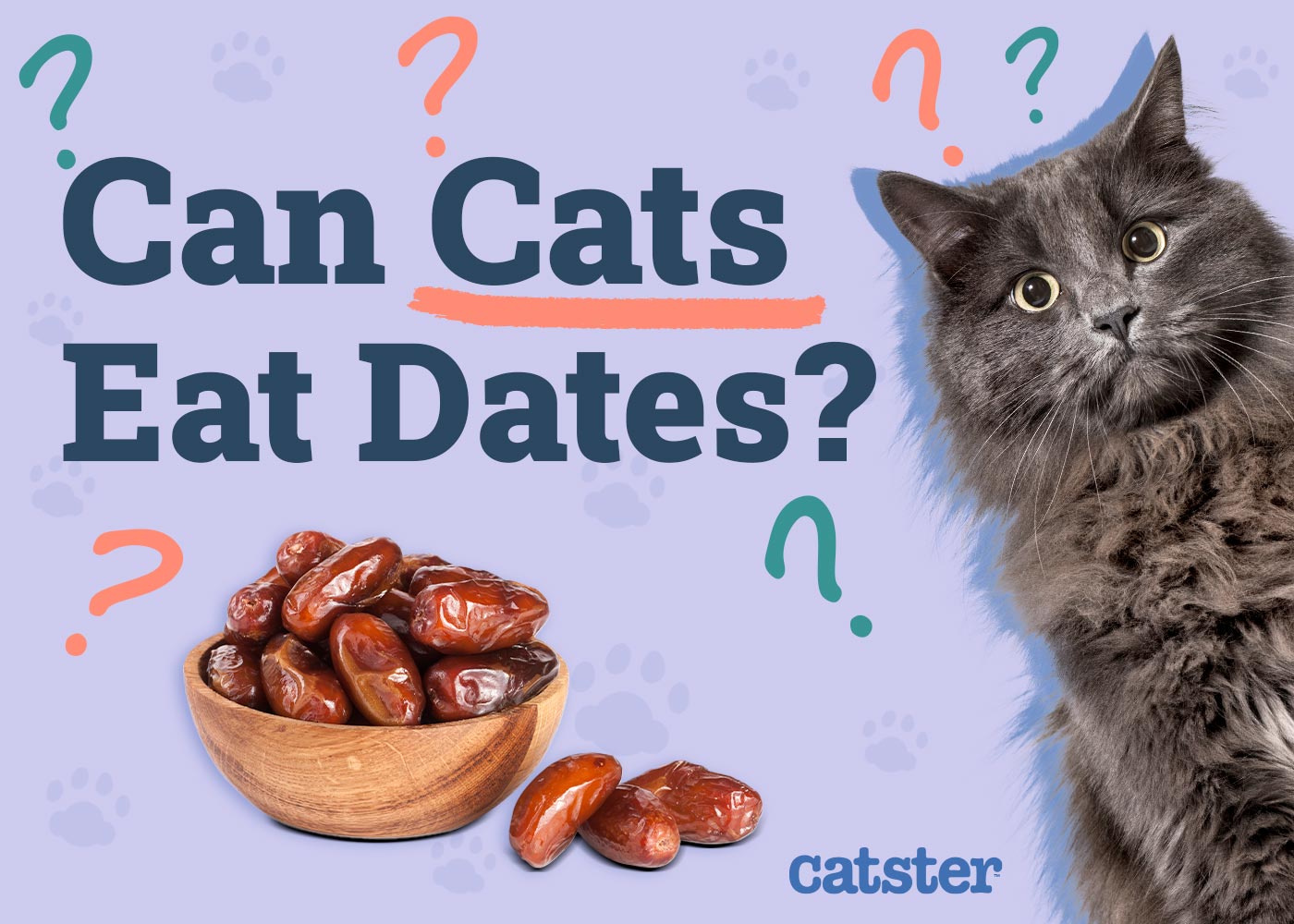 Can Cats Eat Dates? Vet-Verified Nutrition Info & Facts
