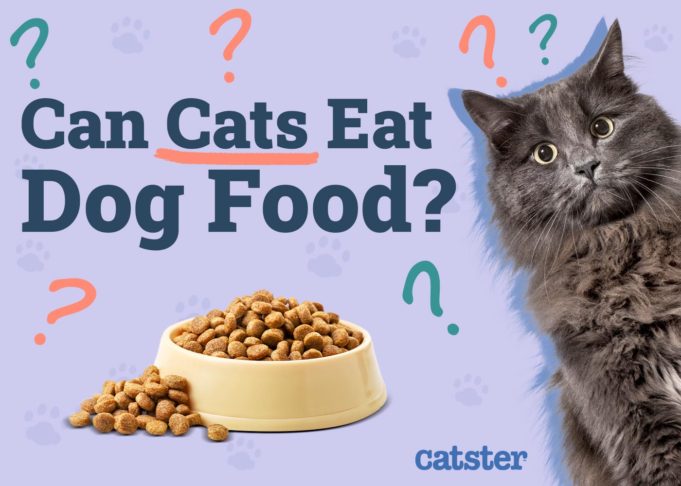 Can Cats Eat Dog Food? Vet-Reviewed Nutritional Facts & FAQ