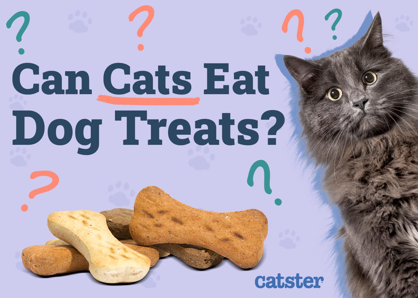 Can Cats Eat Dog Treats? Vet-Approved Nutrition Facts & FAQ