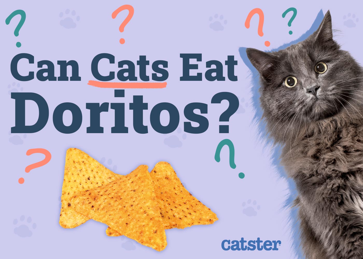 Can Cats Eat Doritos? Vet-Approved Facts & FAQ