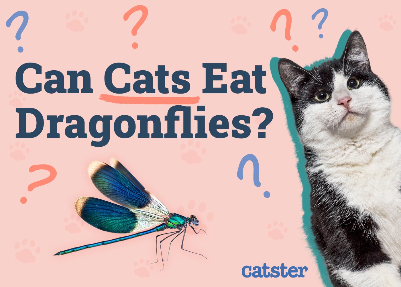 Can Cats Eat Dragonflies? Vet Approved Facts & FAQ