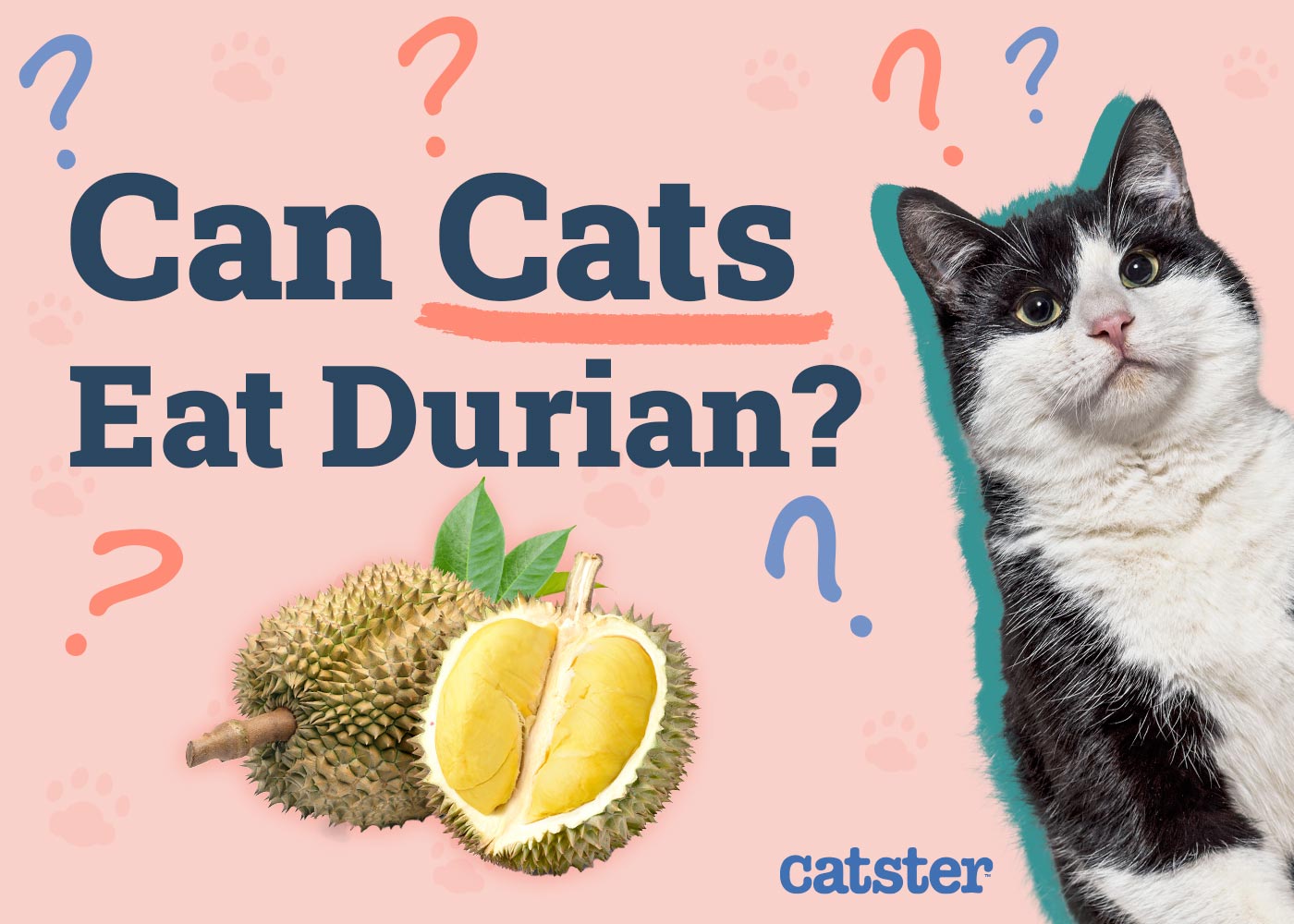 Can Cats Eat Durian