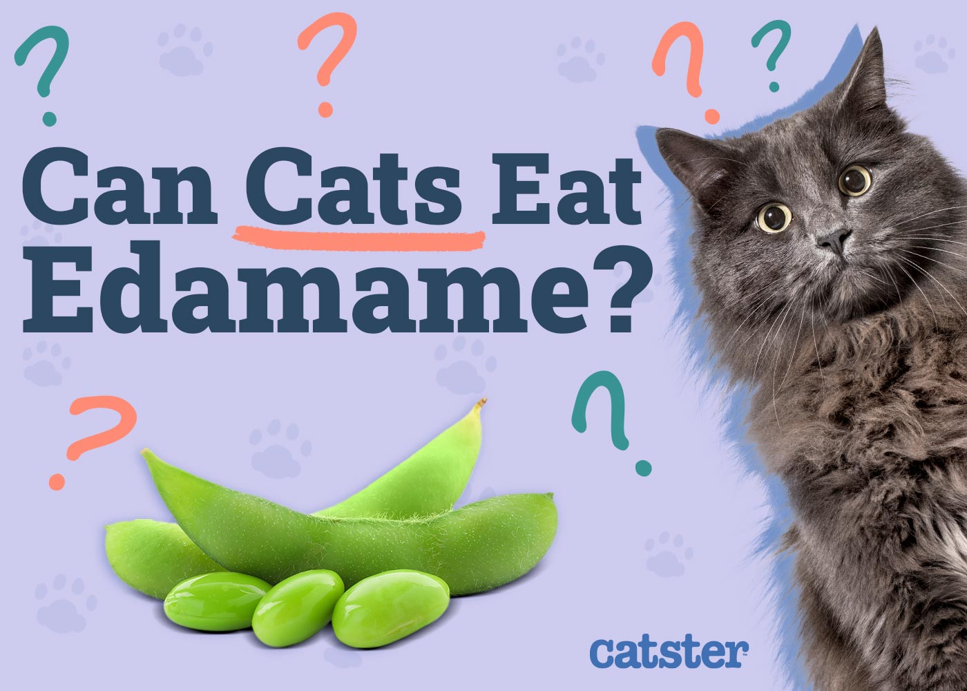 Can Cats Eat Edamame? Vet-Approved Nutritional Facts & Risks