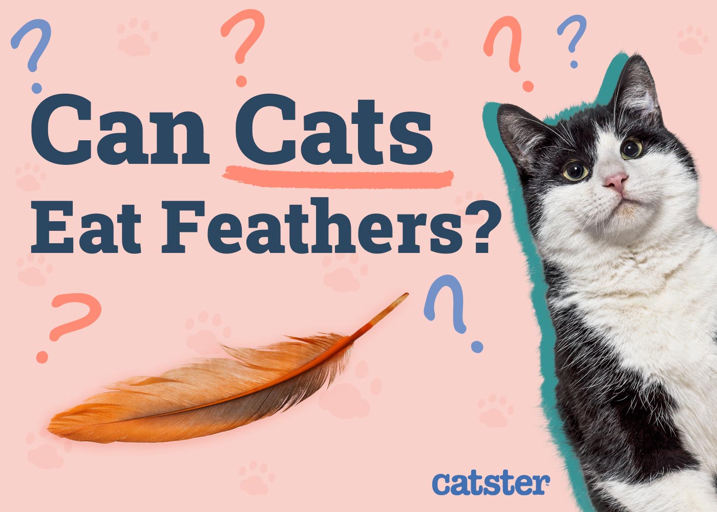 Can Cats Eat Feathers? Vet-Reviewed Risks & Precautions