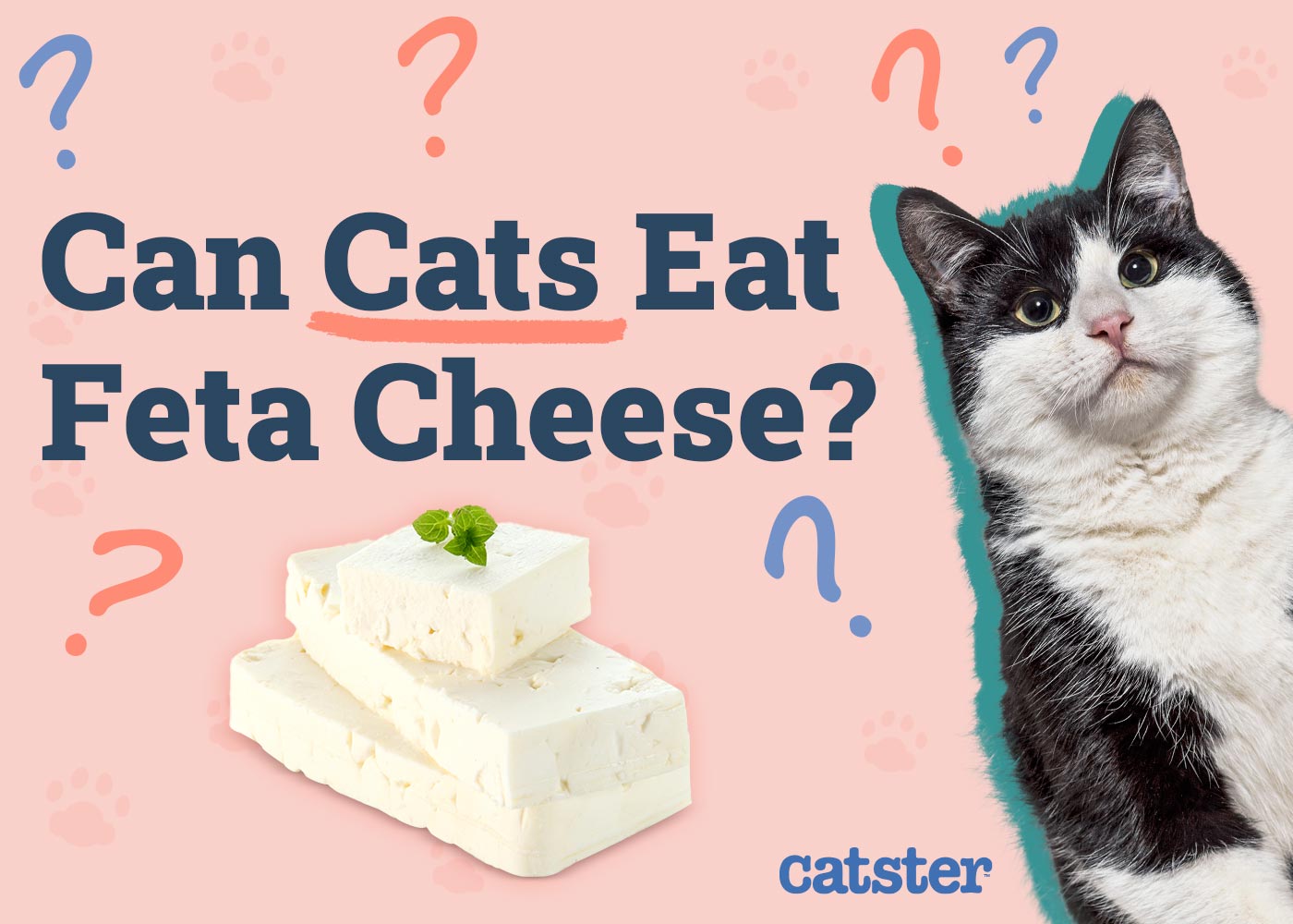 Can Cats Eat Feta Cheese? Vet-Approved Risks & Alternatives