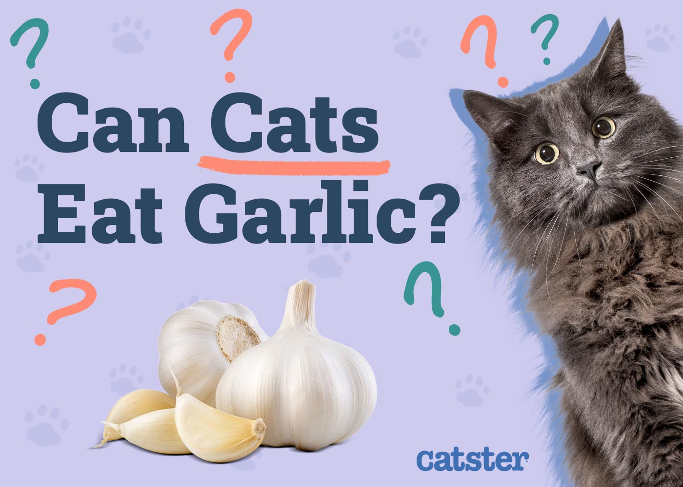 Can Cats Eat Garlic? Vet-Reviewed Risks & FAQ