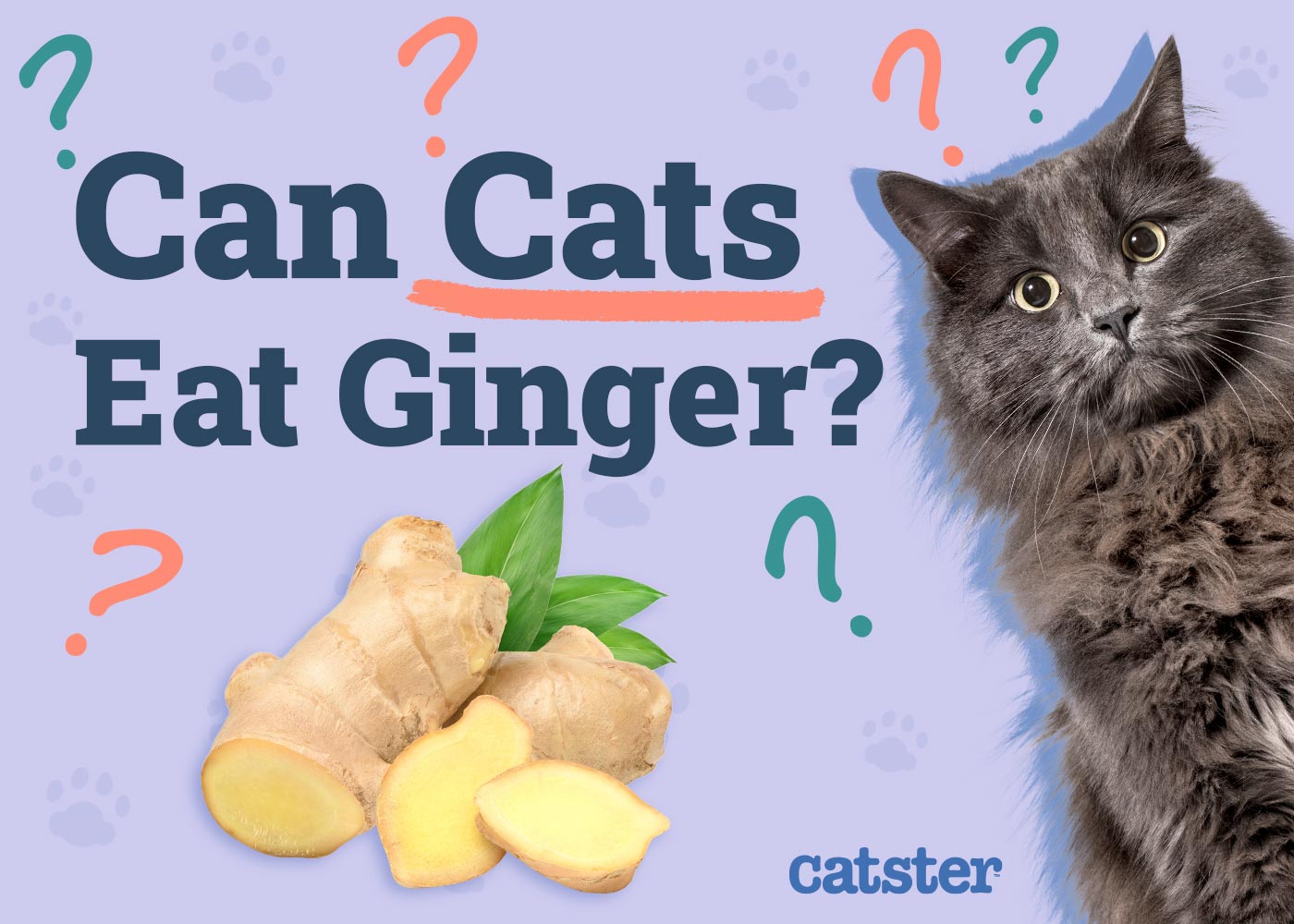 Can Cats Eat Ginger? Vet-Approved Nutritional Info & FAQ