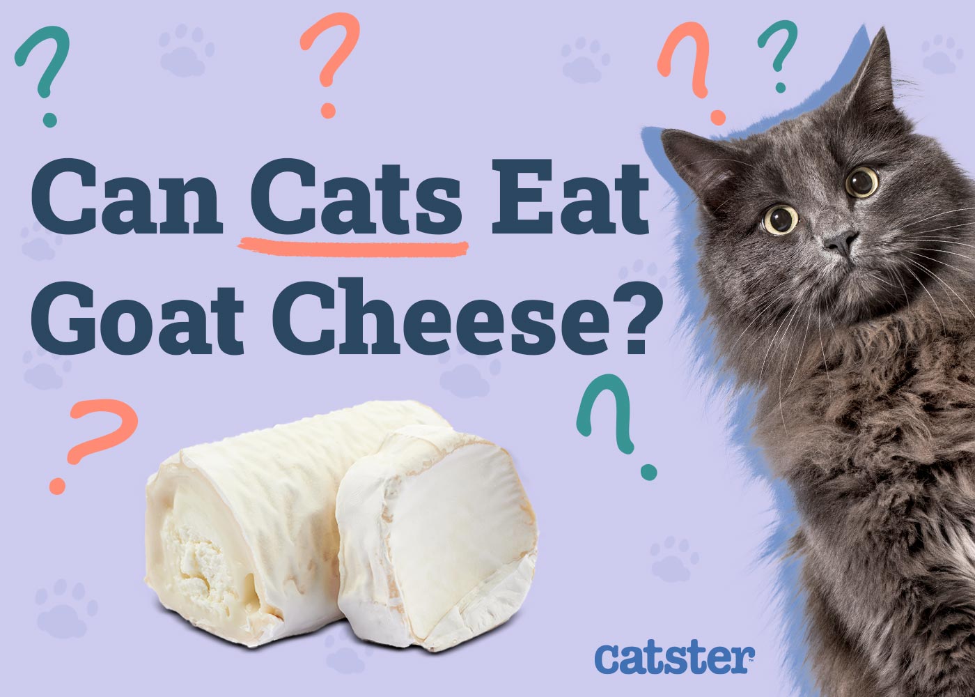 Can Cats Eat Goat Cheese? Vet-Reviewed Nutritional Benefits & FAQ
