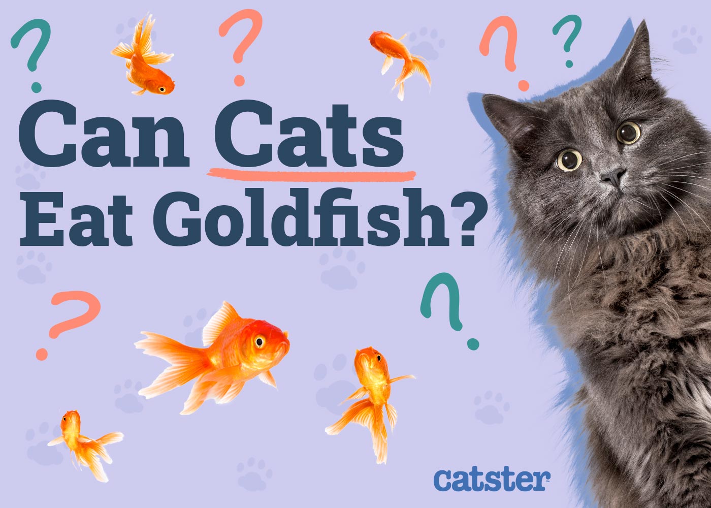 Can Cats Eat Goldfish? Vet-Reviewed Risks & Precautions