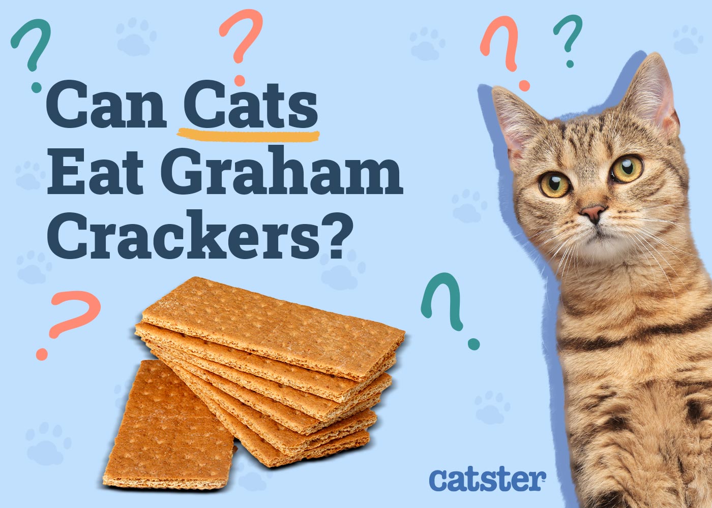 Can Cats Eat Graham Crackers? Vet-Reviewed Facts & Alternatives