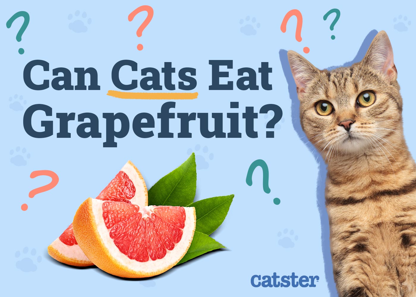Can Cats Eat Grapefruit? Vet Approved Health Guide & FAQ