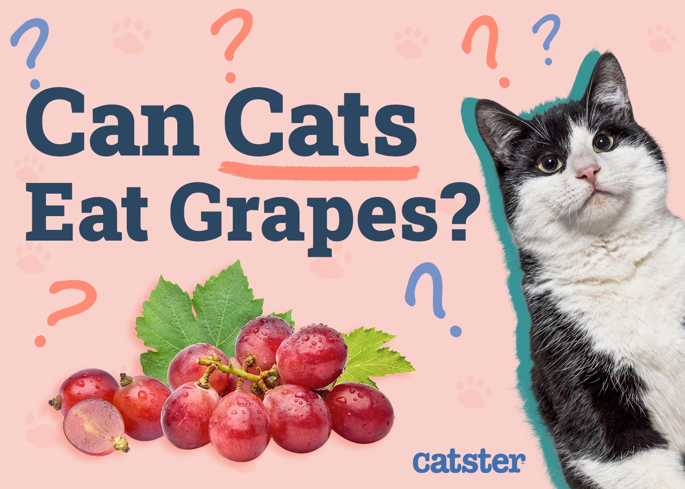 Can Cats Eat Grapes? Vet-Reviewed Nutrition Facts & FAQ