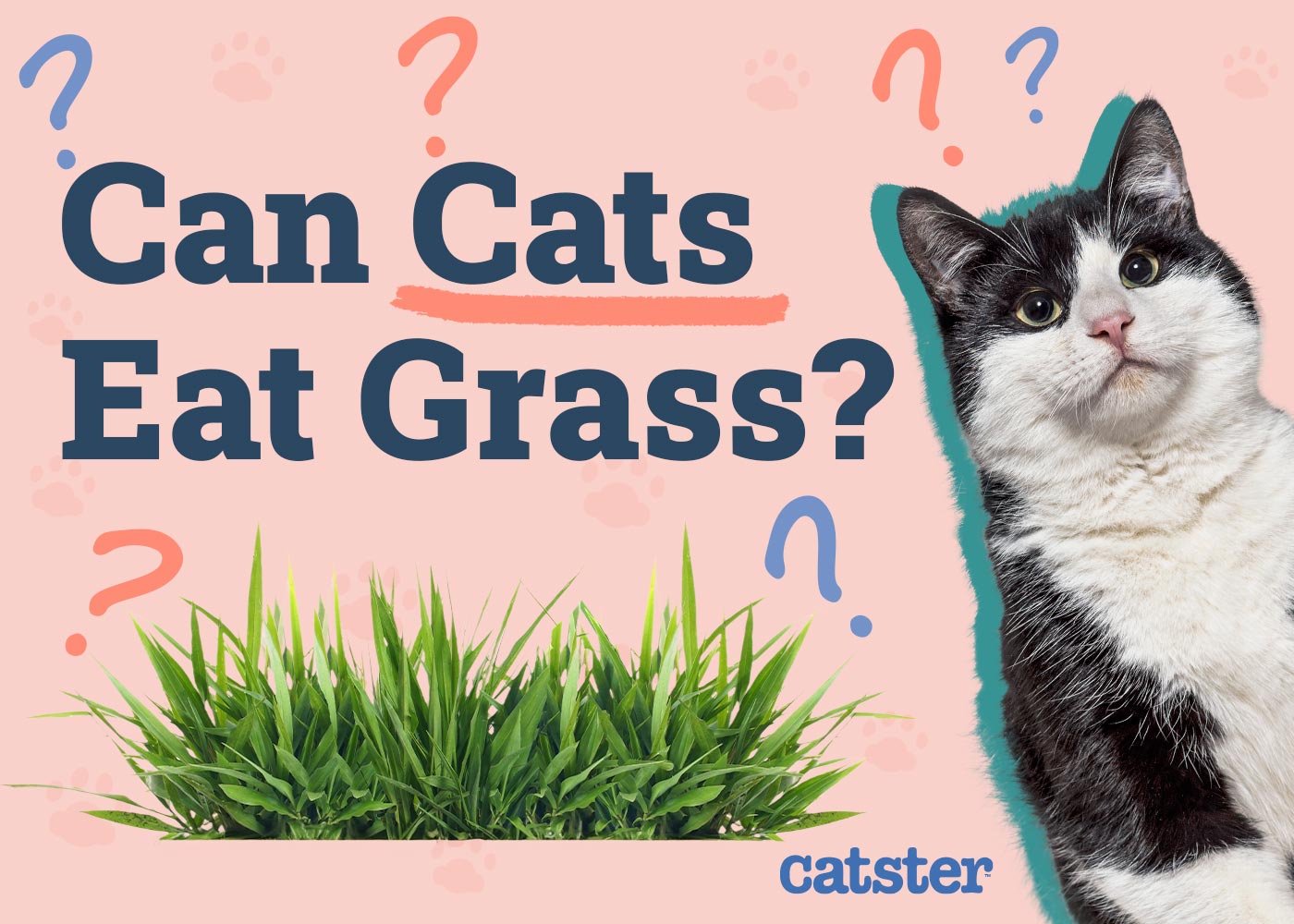 Can Cats Eat Grass? Vet Approved Info & Facts