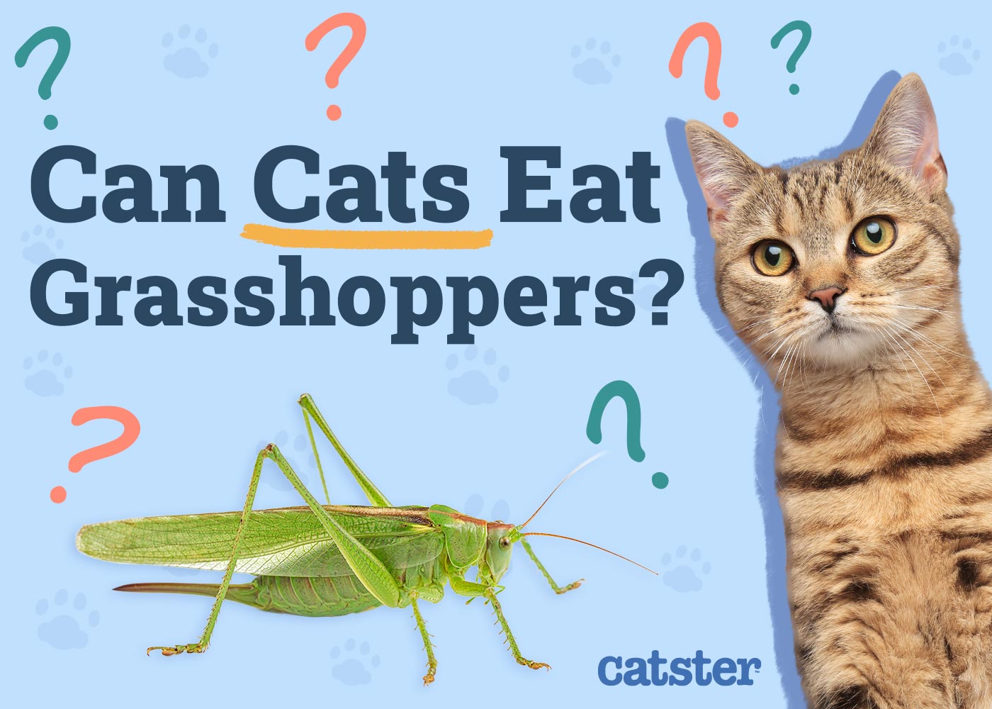 Can Cats Eat Grasshoppers? Vet-Approved Nutrition Facts