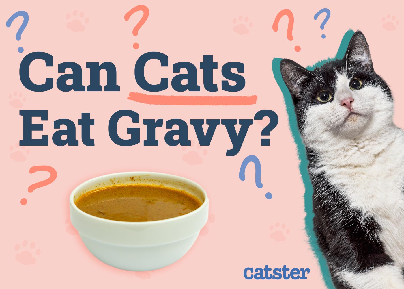 Can Cats Eat Gravy? Nutritional Facts & FAQ