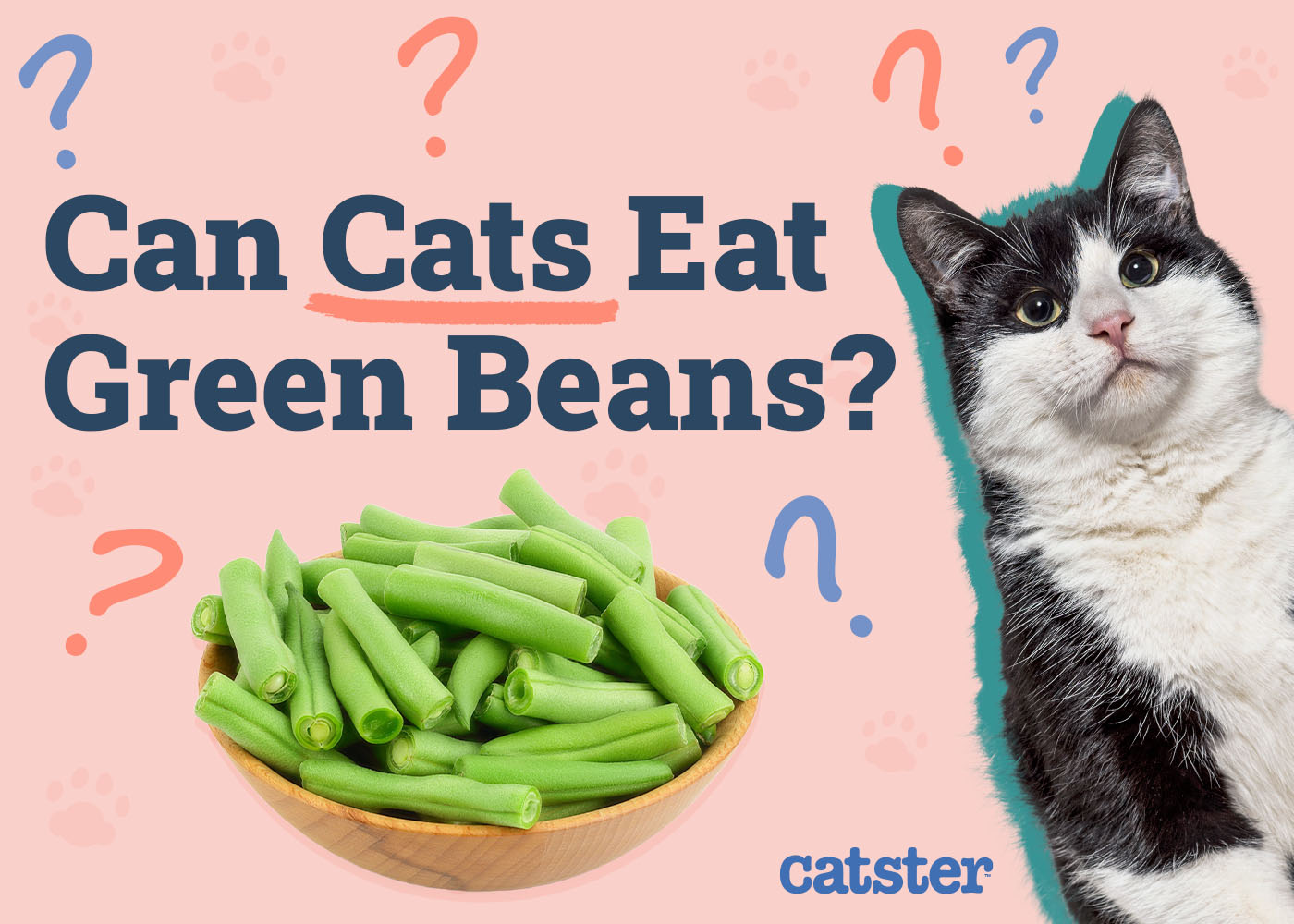 Can Cats Eat Green Beans? Vet-Verified Nutritional Guide