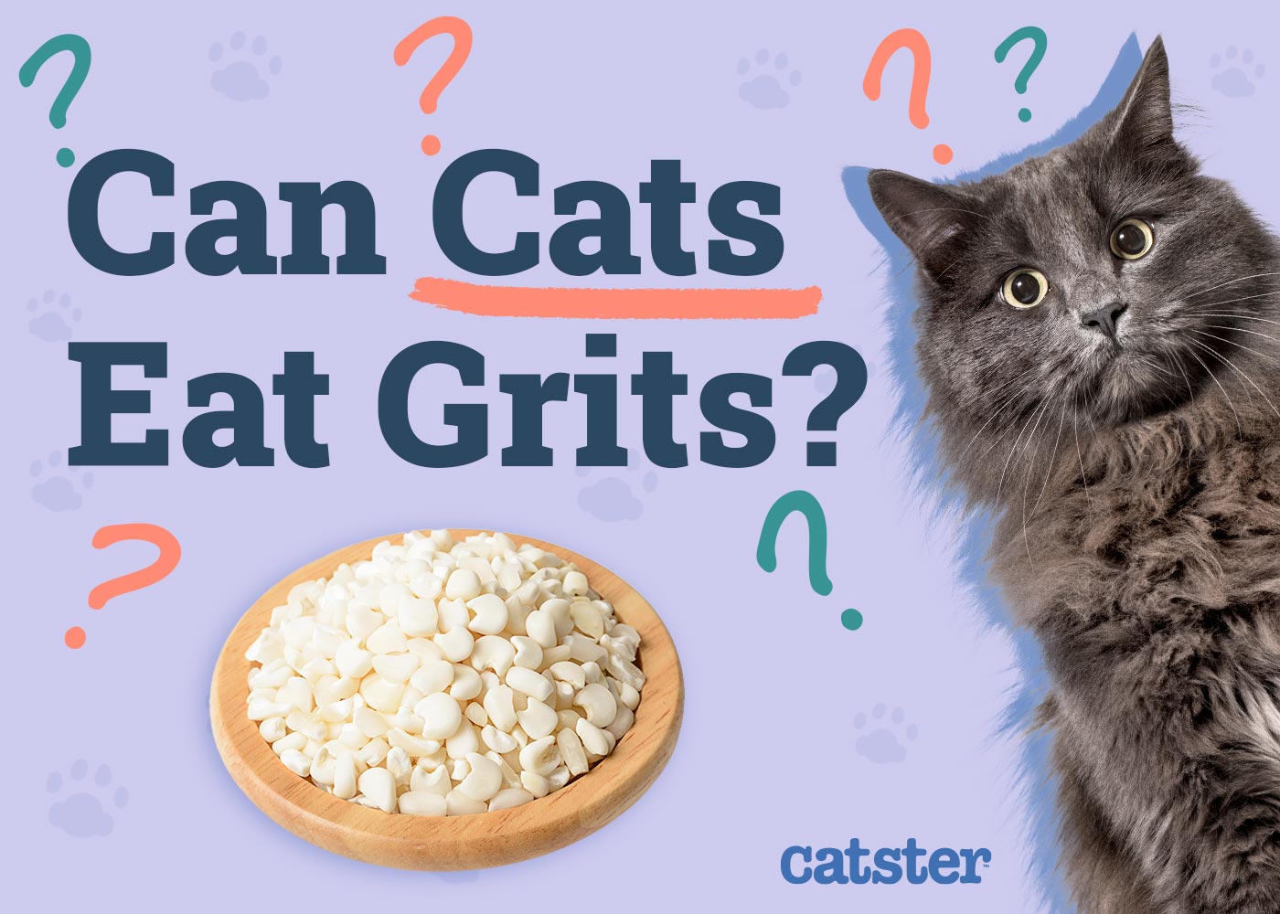 Can Cats Eat Grits? Vet-Reviewed Health Risks & Advice
