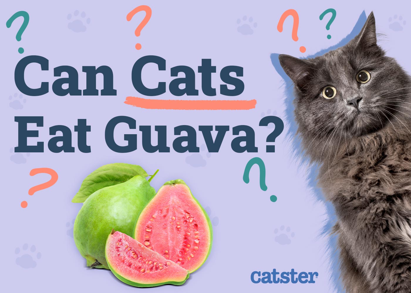 Can Cats Eat Guava? Vet-Approved Facts & FAQ