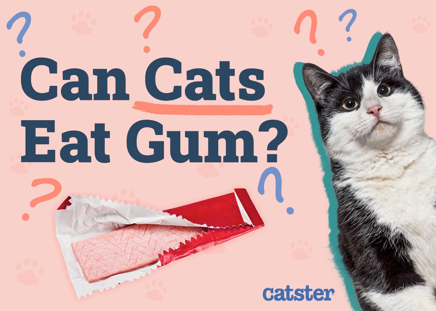Can Cats Eat Gum? Vet-Approved Facts & FAQ