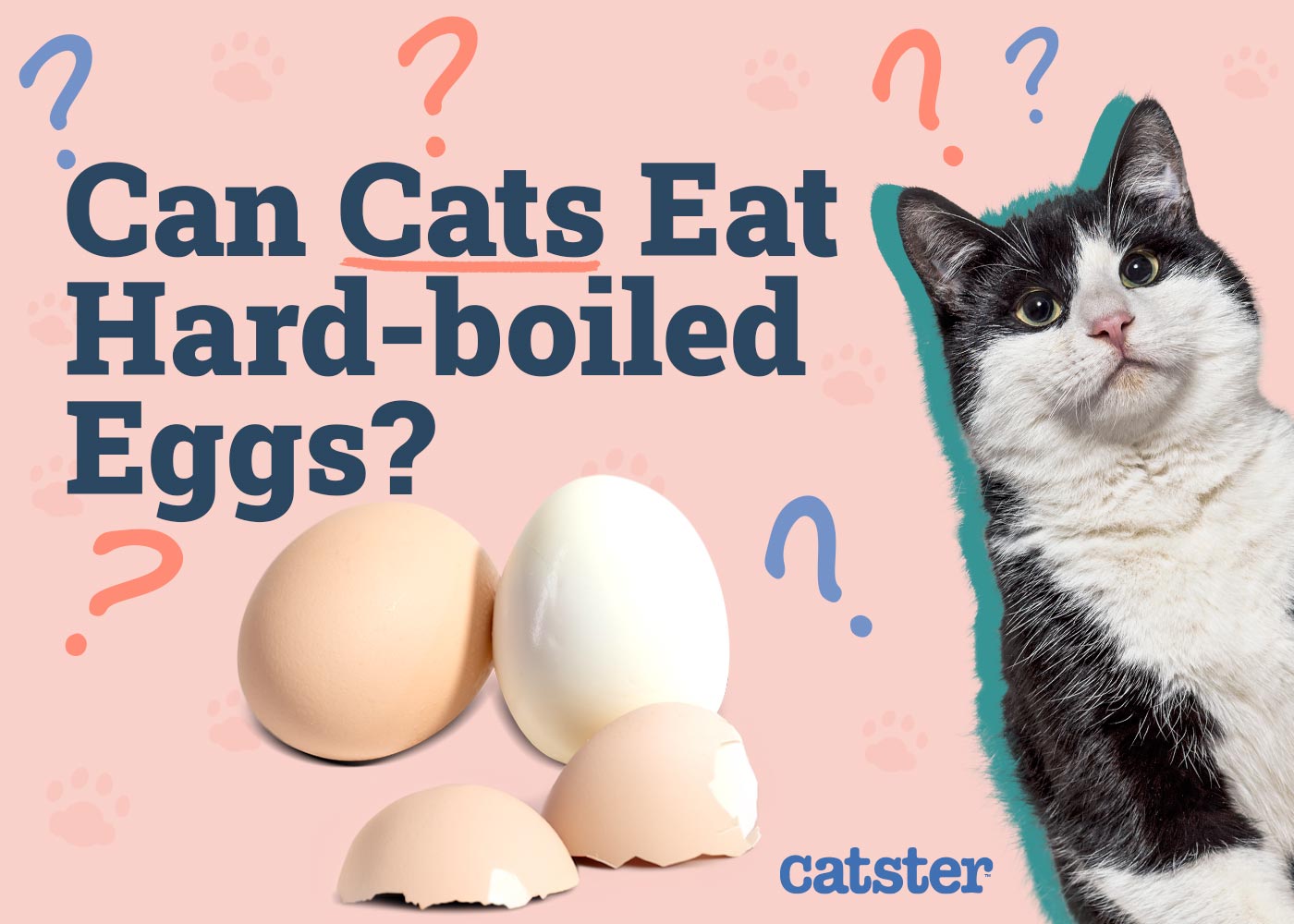 Can Cats Eat Hard-Boiled Eggs? Vet-Verified Nutrition Facts & FAQ