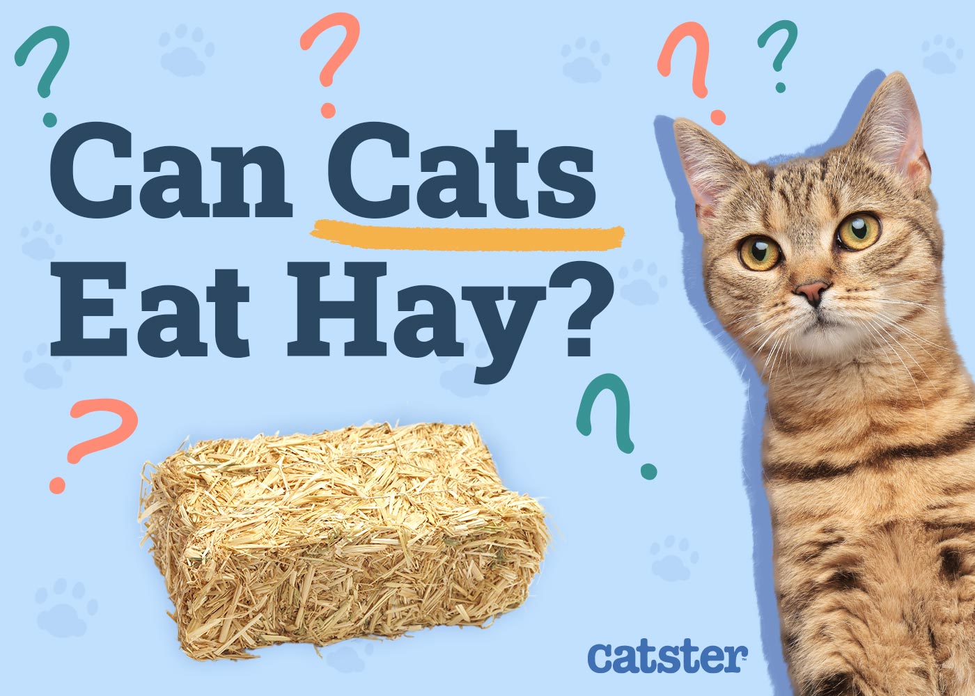 Can Cats Eat Hay? Vet-Reviewed Nutrition Facts