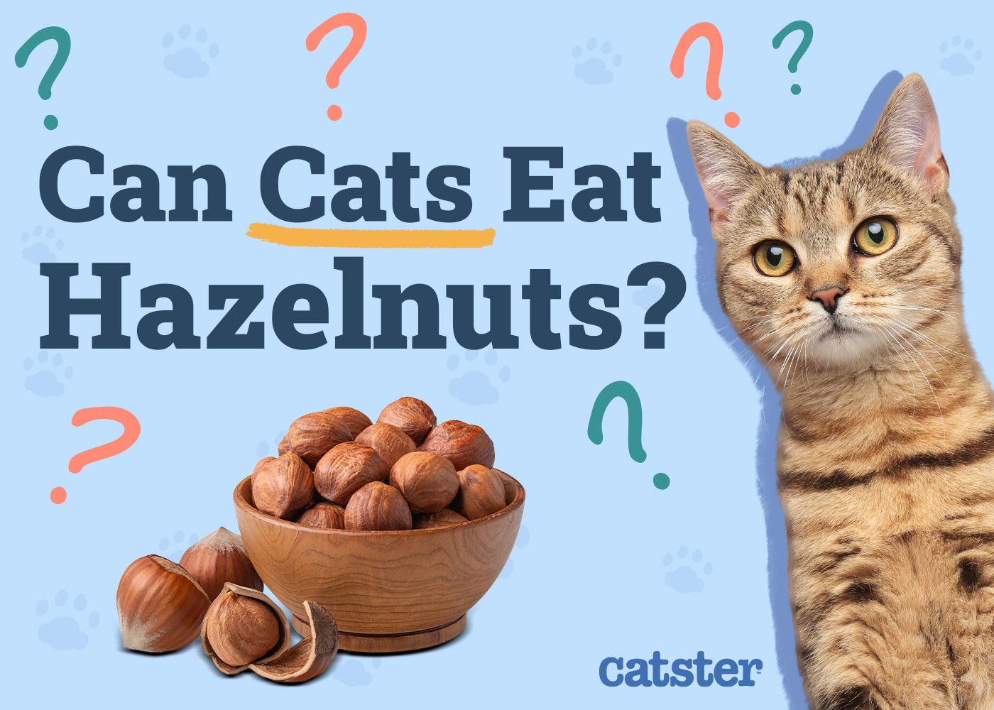 Can Cats Eat Hazelnuts? Vet Approved Nutritional Facts & FAQ