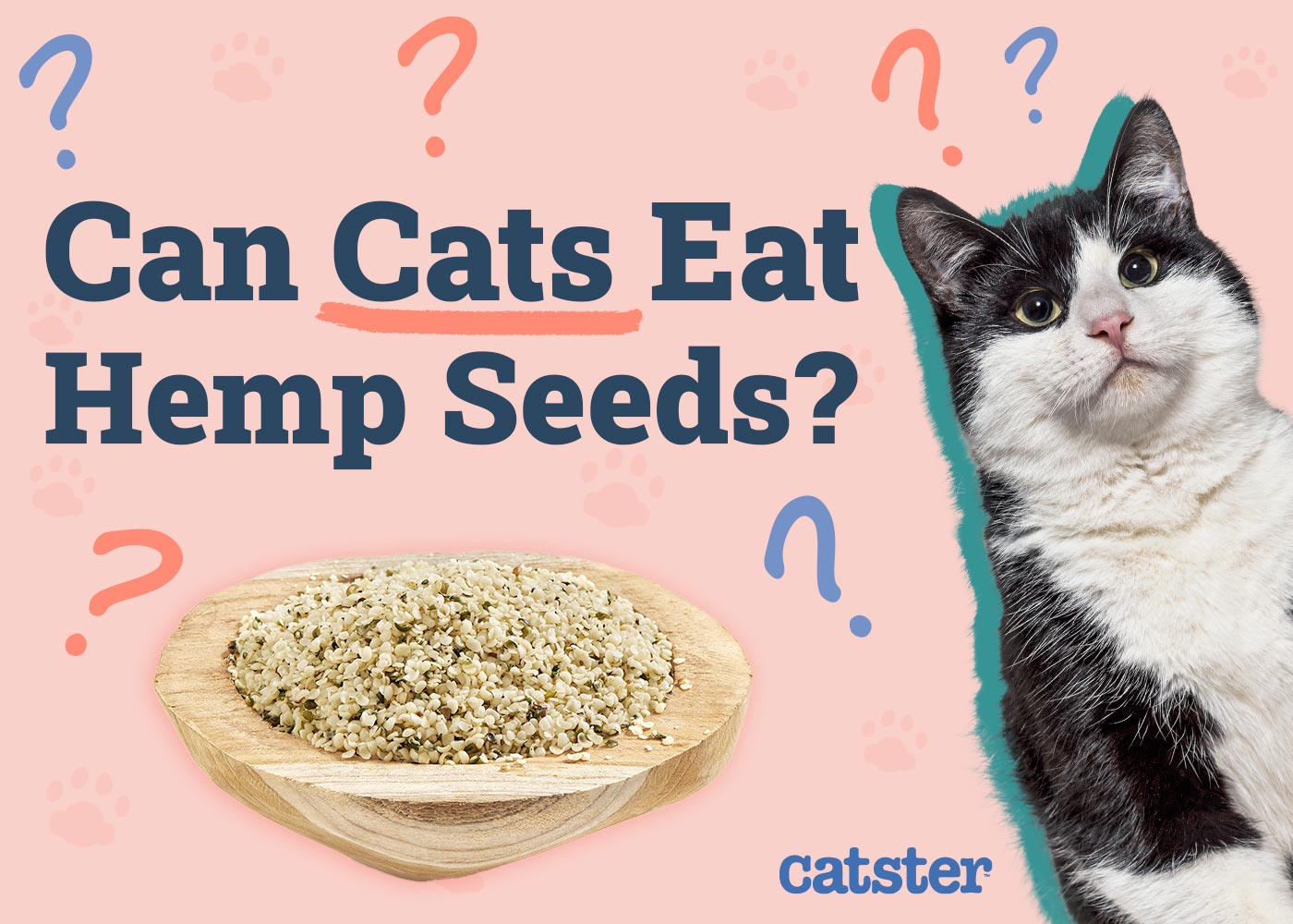 Can Cats Eat Hemp Seeds? Vet-Reviewed Facts & FAQ