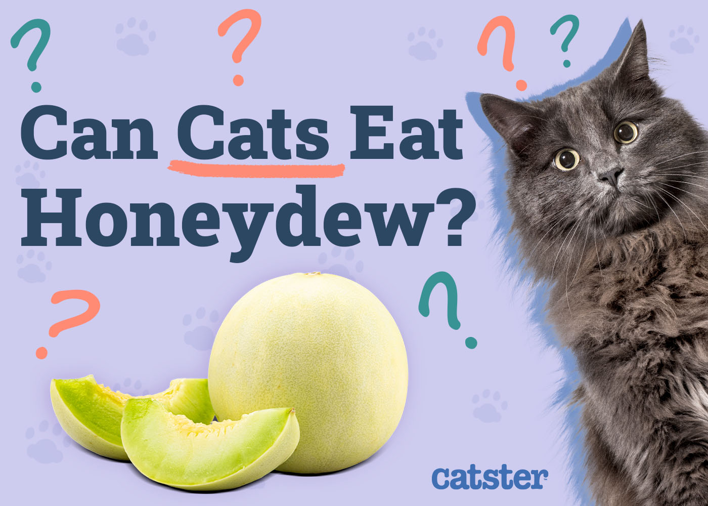Can Cats Eat Honeydew