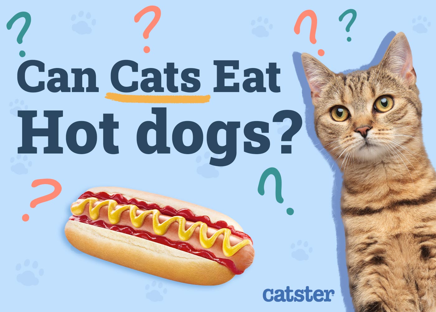 Can Cats Eat Hot Dogs? Vet-Reviewed Nutrition Facts & FAQ