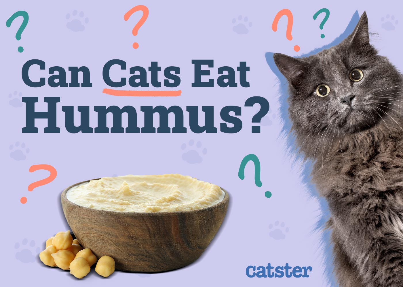Can Cats Eat Hummus? Vet-Reviewed Nutrition and Safety Facts