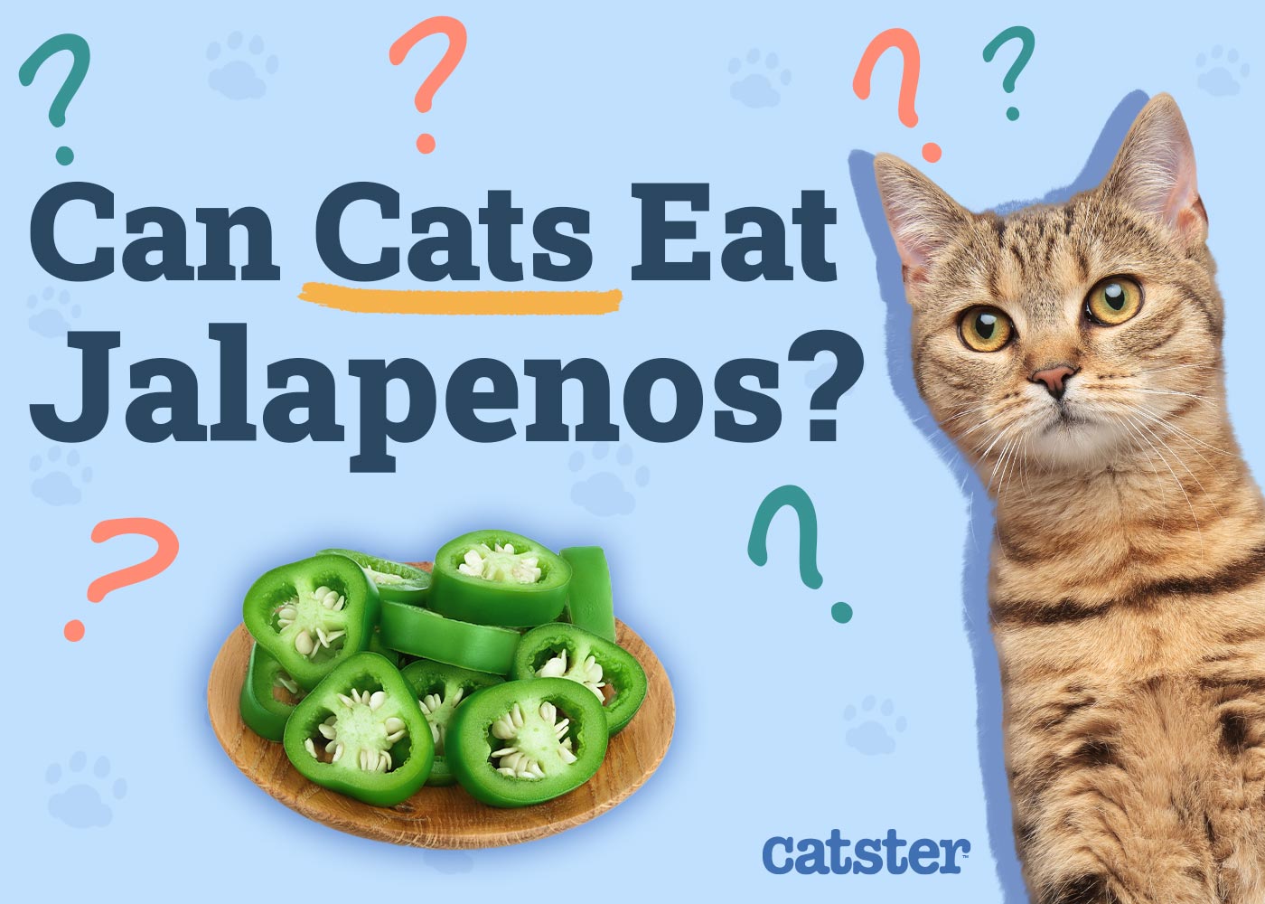 Can Cats Eat Jalapeños? Vet-Reviewed Facts & FAQ