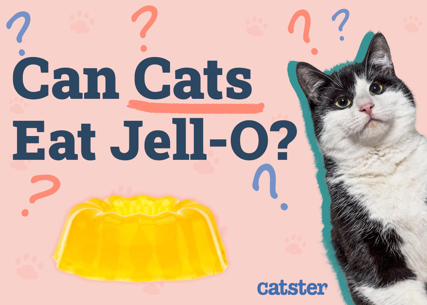Can Cats Eat Jell-O? Vet-Approved Nutrition Advice