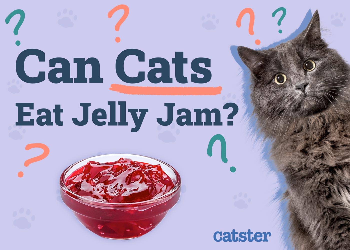 Can Cats Eat Jelly (Jam)? Vet-Reviewed Facts to Consider