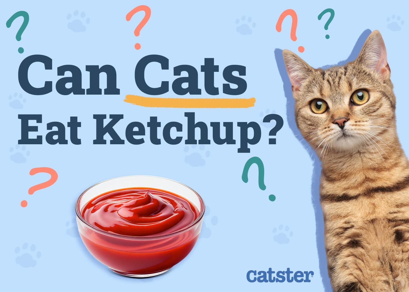 Can Cats Eat Ketchup? Vet-Reviewed Diet Facts & FAQ